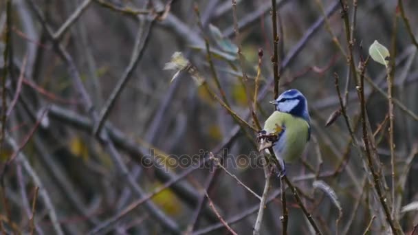 Poland Date 11062017 Little Bird Looking Food Branches Cloudy Day — Stock Video