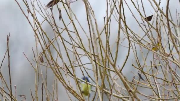 波兰/日期-11062017。阴天的小鸟在树枝上寻找食物, — 图库视频影像