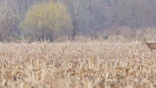 Reeën op de weide in de herfst. — Stockvideo