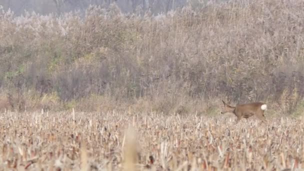 Chevreuil dans la prairie en automne . — Video