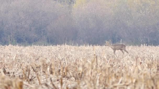 Natuur van Europa — Stockvideo