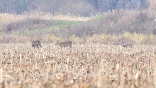 Reeën op de weide in de herfst. — Stockvideo