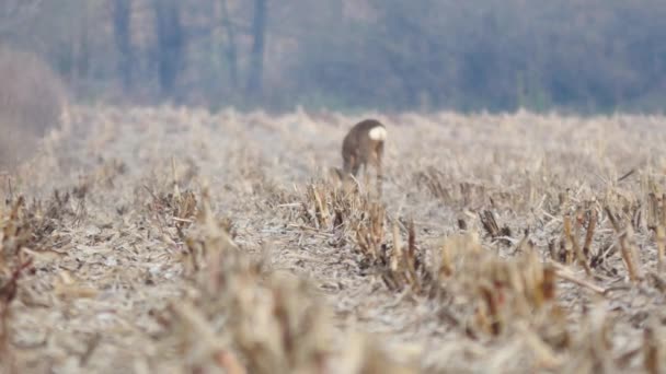 Reeën op de weide in de herfst. — Stockvideo