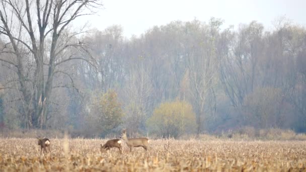 Chevreuil dans la prairie en automne . — Video