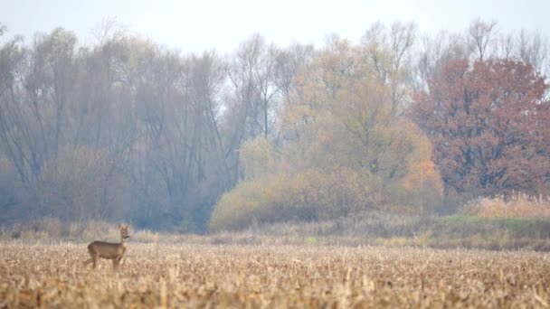 Cervos Roe no prado no outono . — Vídeo de Stock