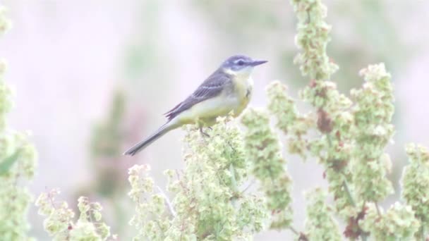 Little bird on the meadow. — Stock Video