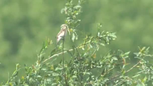 Little lark singing on the branch. — Stock Video