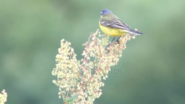 Little bird on the meadow. — Stock Video