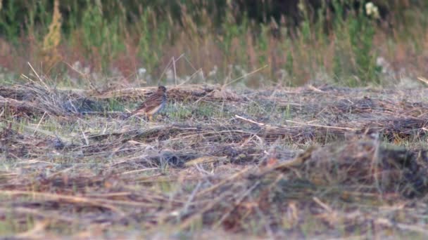 Little lark singing on the branch. — Stock Video