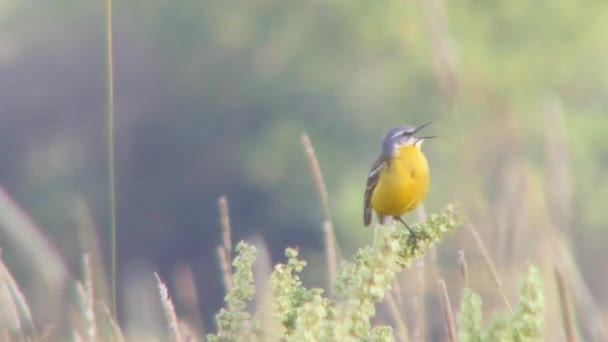 Little bird on the meadow. — Stock Video