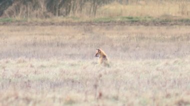 Tam HD vahşi doğada güzel fox. 