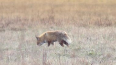 Tam HD vahşi doğada güzel fox. 