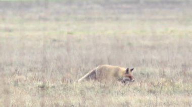 Tam HD vahşi doğada güzel fox. 