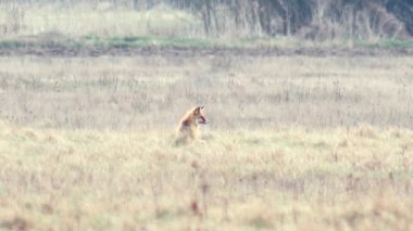 Tam HD vahşi doğada güzel fox. 