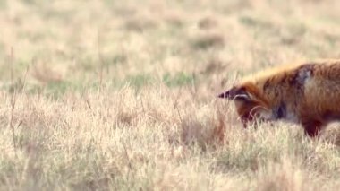 Tam HD vahşi doğada güzel fox. 