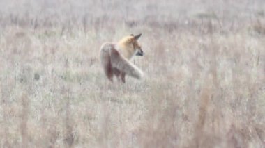 Tam HD vahşi doğada güzel fox. 