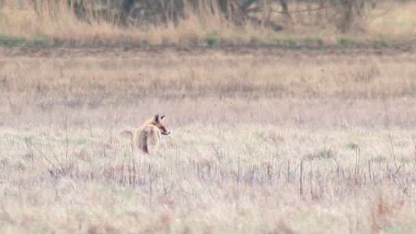 Beautiful fox in the wilderness in Full HD. — Stock Video