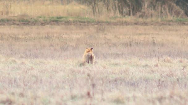 Tam HD vahşi doğada güzel fox. — Stok video