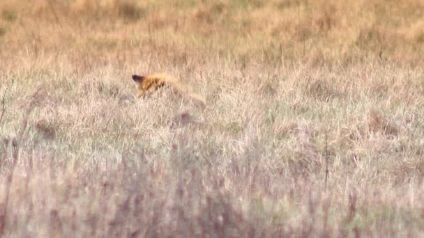 Beautiful fox in the wilderness in Full HD. — Stock Video