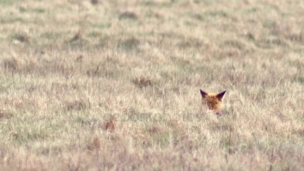 Hermoso zorro en el desierto en Full HD . — Vídeos de Stock