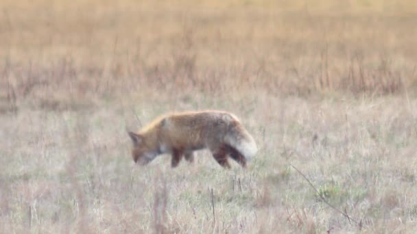 Красива лисиця в дикій природі в Full HD . — стокове відео