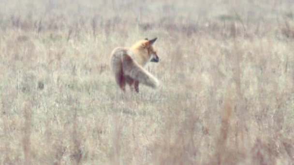 Linda raposa no deserto em Full HD . — Vídeo de Stock