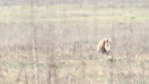 Schöner Fuchs in der Wildnis in voller HD. — Stockvideo