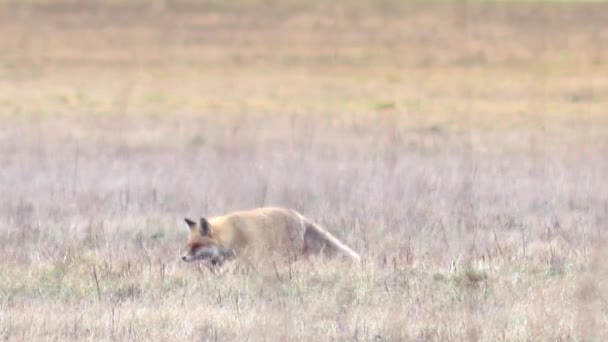 Hermoso zorro en el desierto en Full HD . — Vídeo de stock