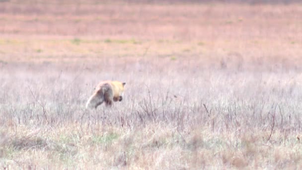 Schöner Fuchs in der Wildnis in voller HD. — Stockvideo