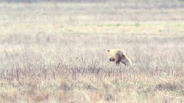 Beautiful fox in the wilderness in Full HD. — Stock Video