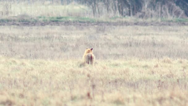 Όμορφη αλεπού στην έρημο σε Full Hd. — Αρχείο Βίντεο