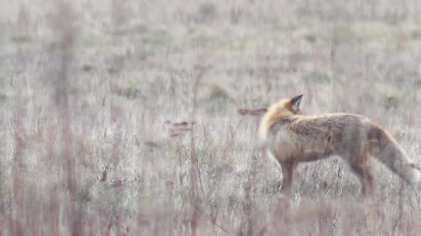 Hermoso zorro en el desierto en Full HD . — Vídeos de Stock