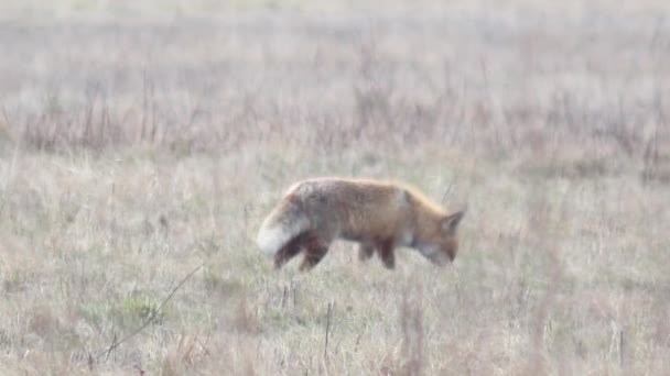 Schöner Fuchs in der Wildnis in voller HD. — Stockvideo