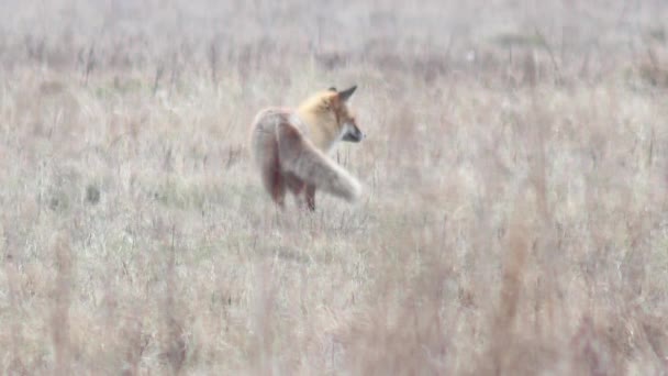 Beau renard dans le désert en Full HD . — Video