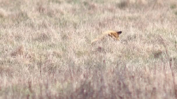 Mooie fox in de wildernis in Full Hd. — Stockvideo