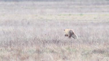 Tam HD vahşi doğada güzel fox. 