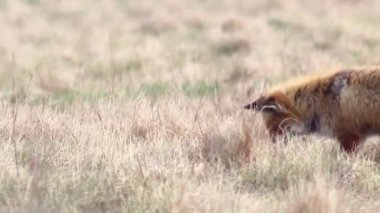 Tam HD vahşi doğada güzel fox. 