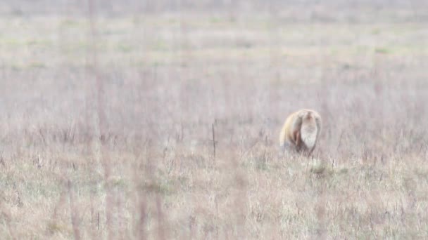 Mooie fox in de wildernis in Full Hd. — Stockvideo