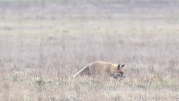 Beautiful fox in the wilderness in Full HD. — Stock Video