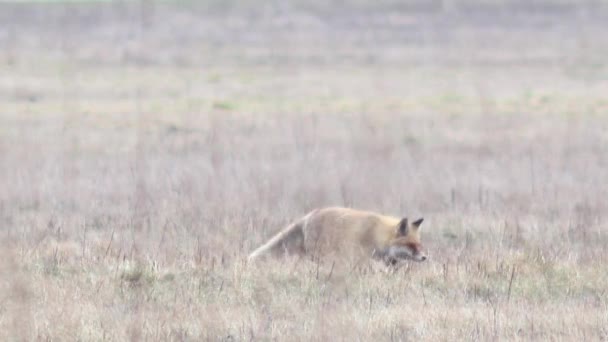 Linda raposa no deserto em Full HD . — Vídeo de Stock