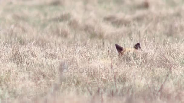 Piękny fox na pustyni w Full Hd. — Wideo stockowe