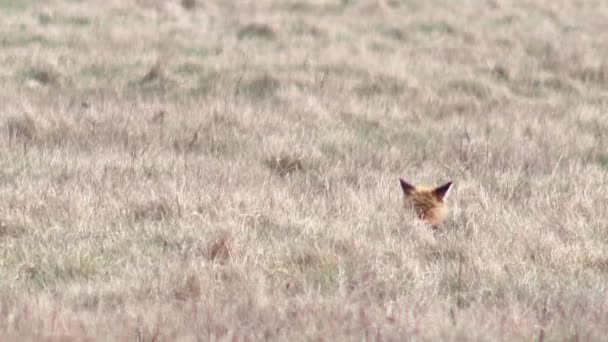 Beautiful fox in the wilderness in Full HD. — Stock Video