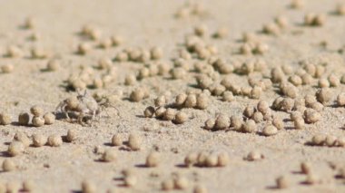 Küçük Yengeç akış sırasında sahilde yürüyor. 