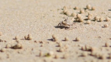 Küçük Yengeç akış sırasında sahilde yürüyor. 