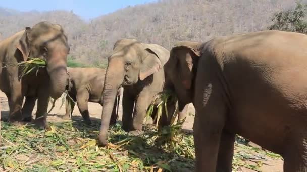 Éléphants en Thaïlande manger des plantes . — Video