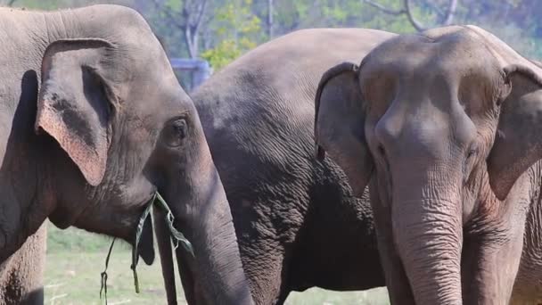 Éléphants en Thaïlande manger des plantes . — Video