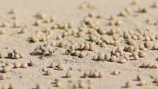 Malý krab kráčí po pláži během odlivu. — Stock video