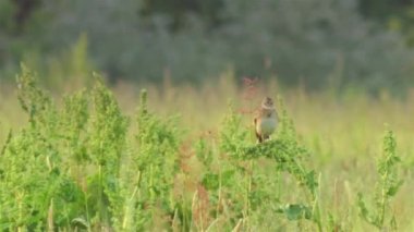 Avrupa'nın vahşi hayvanlar