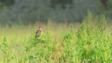Avrupa'nın vahşi hayvanlar