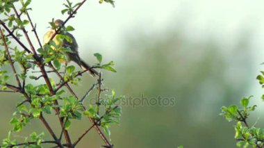 Avrupa'nın vahşi hayvanlar